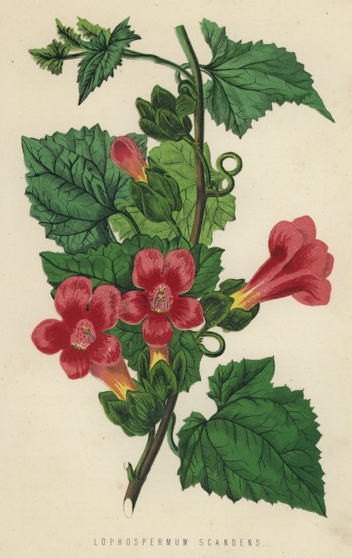 Lophospermum Scandens (chromolith) av English School