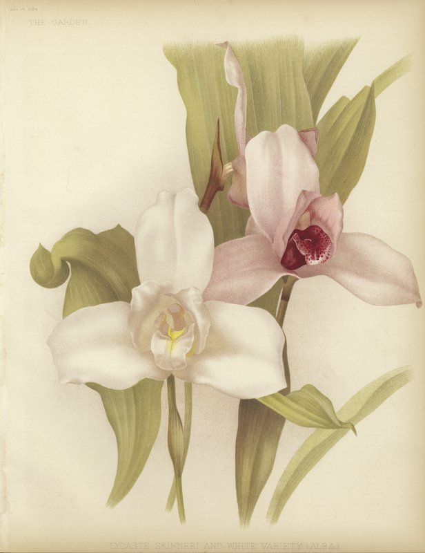 Lycaste skinneri og hvit variant av English School