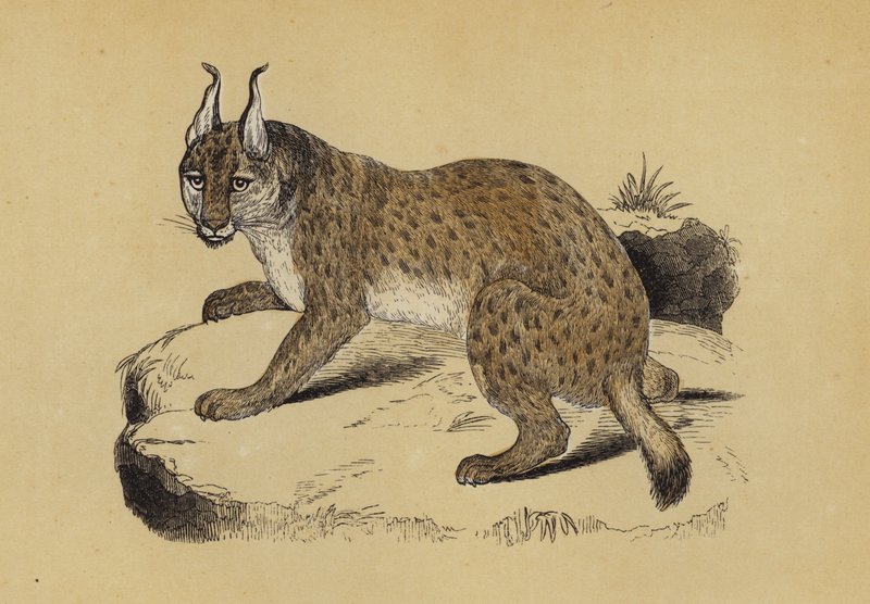 Lynx (farge litho) av English School