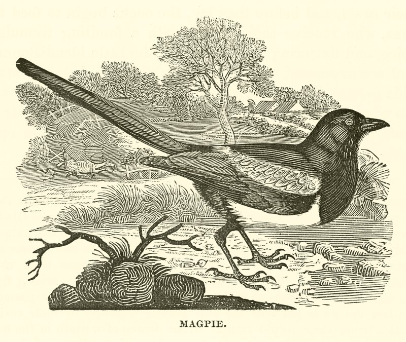 Magpie (gravering) av English School