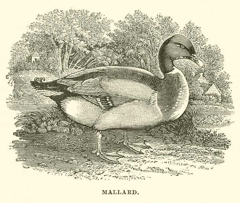 Mallard (gravering) av English School