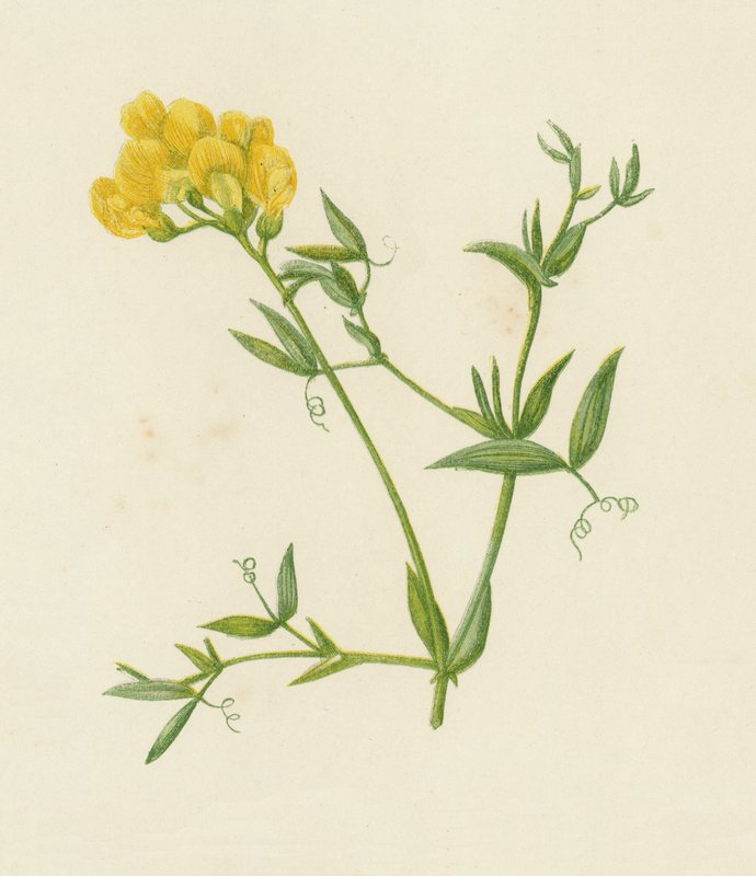Engvinge, Lathyrus Pratensis (farge litho) av English School
