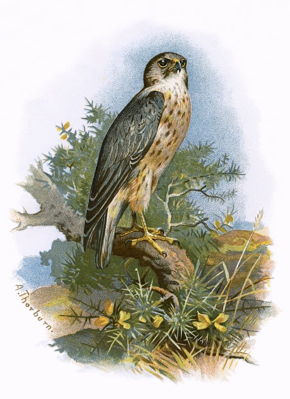 Merlin av English School