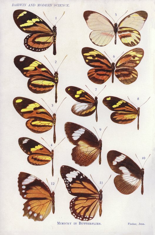 Mimikk hos sommerfugler (farge litho) av English School