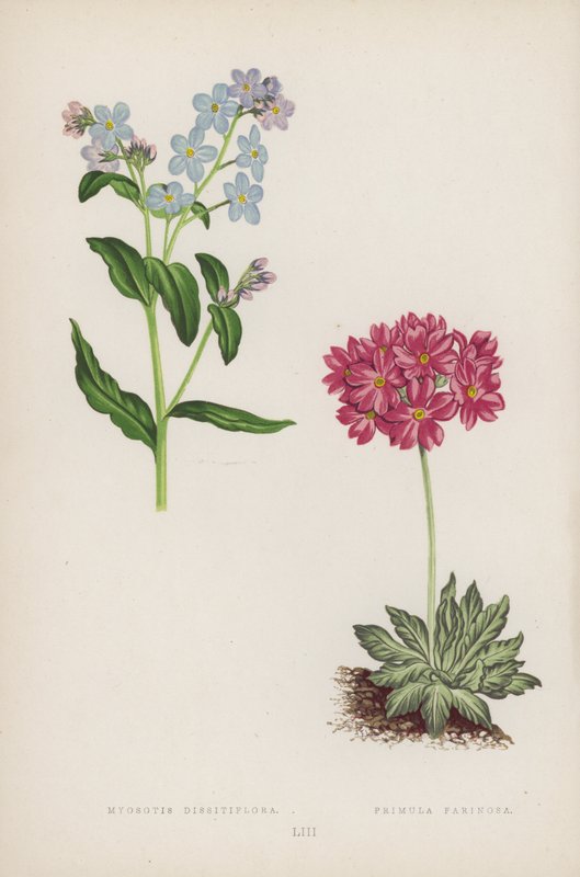 Myosotis Dissitiflora; Primula Farinosa (farge litho) av English School
