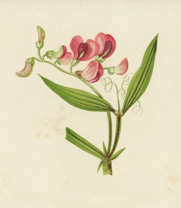 Smalbladet evigvarende ert, Lathyrus Sylvestris (farge litho) av English School