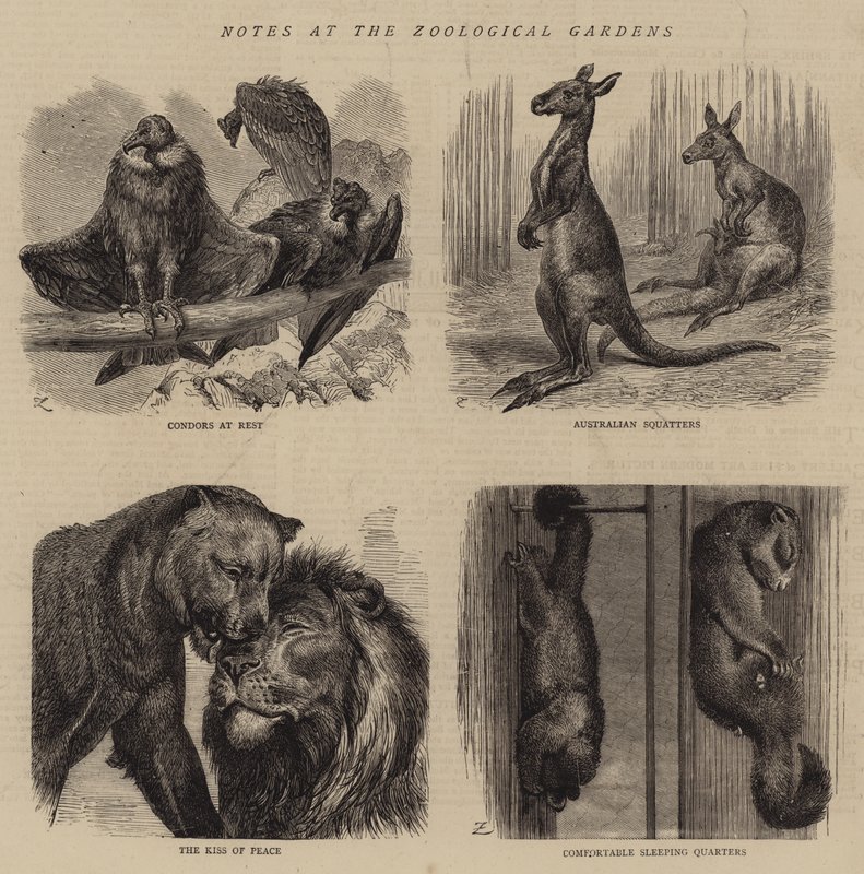 Notater ved Zoological Gardens (gravering) av English School