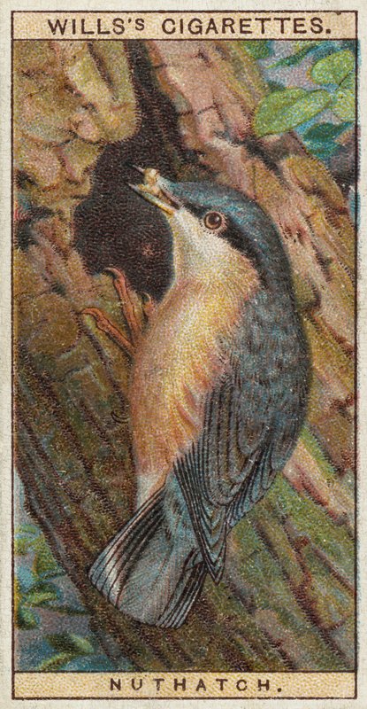 Nuthatch av English School