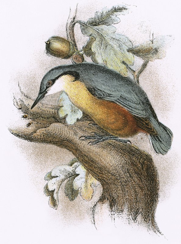 Nuthatch av English School