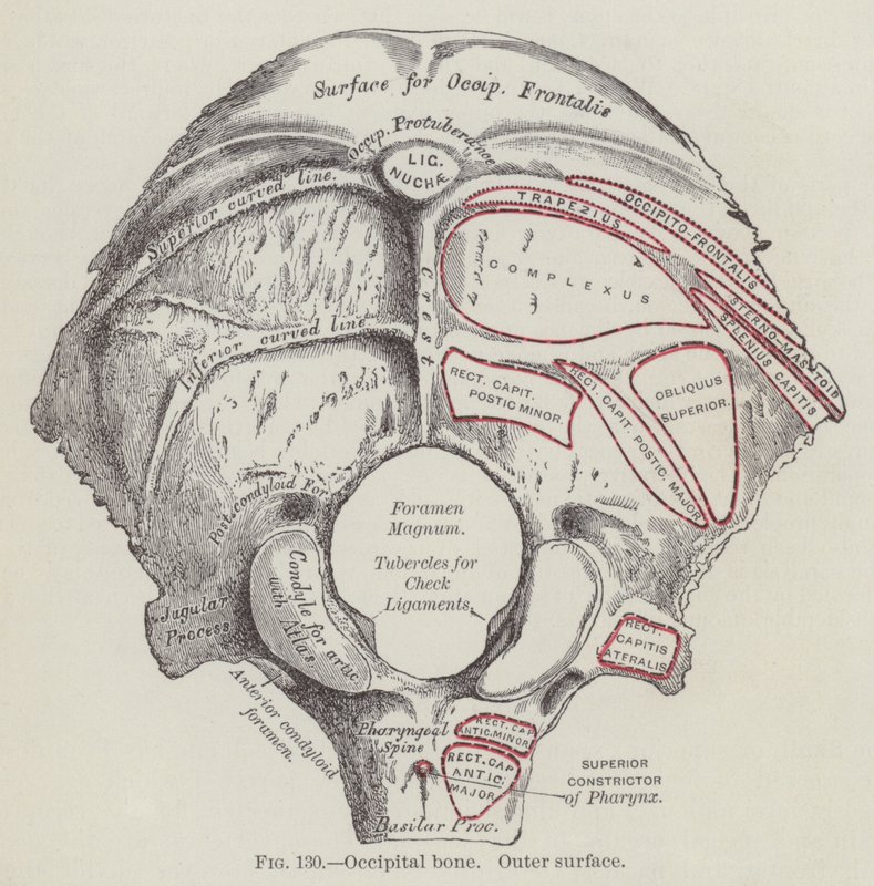 Occipital bein, ytre overflate (gravering) av English School