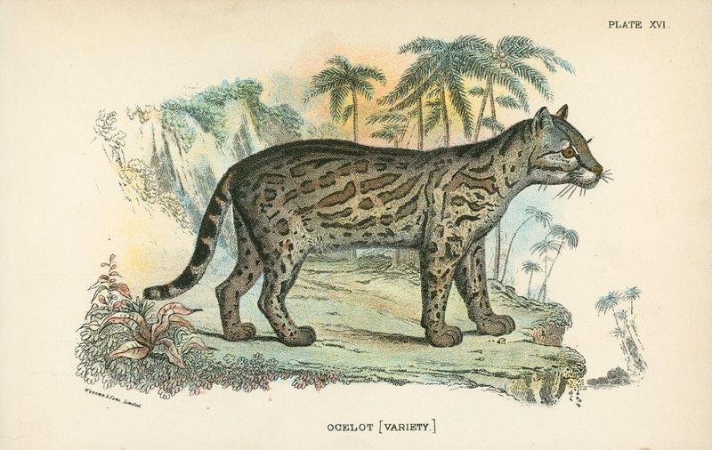 Ocelot [variasjon] av English School