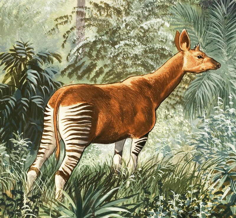 Okapi av English School
