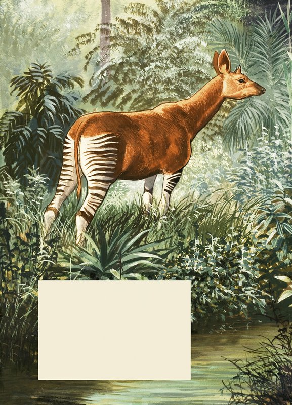 Okapi av English School