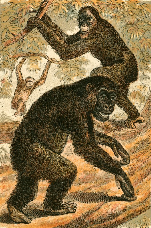 Orang Outang og Gorilla av English School