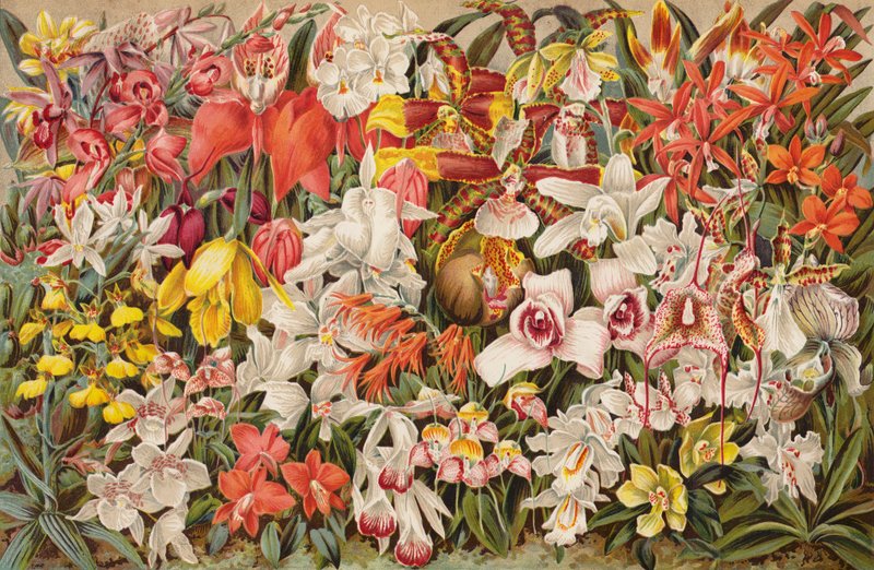 Orkidéhus (chromolitho) av English School