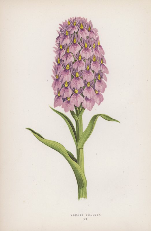 Orchis Foliosa (farge litho) av English School