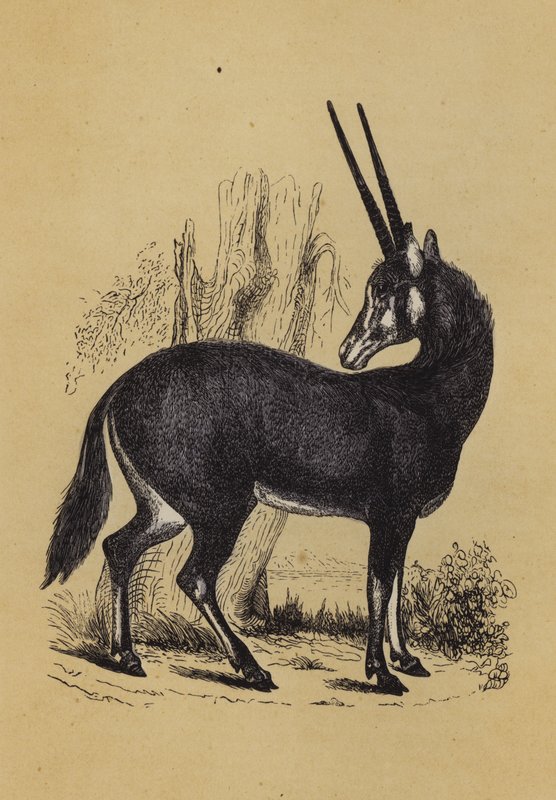 Oryx (farge litho) av English School