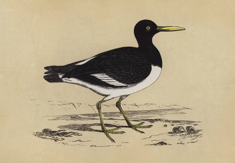 Oyster-catcher (farge litho) av English School