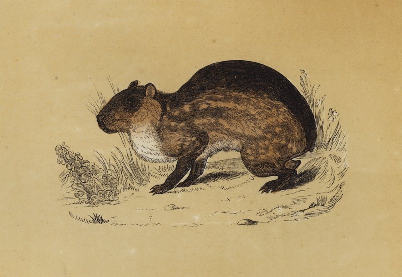 Paca (farge litho) av English School