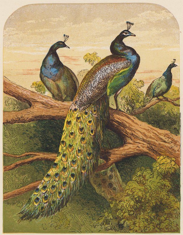 Påfugler (farge litho) av English School