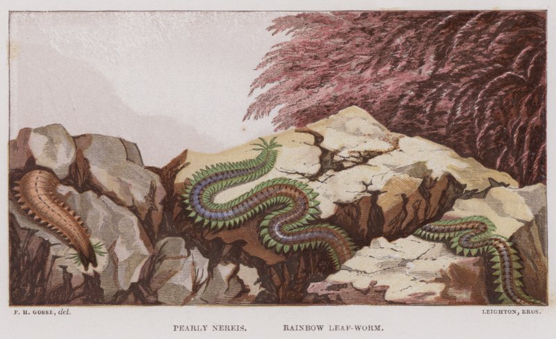 Pearly Nereis, Rainbow Leaf-Worm (farge litho) av English School
