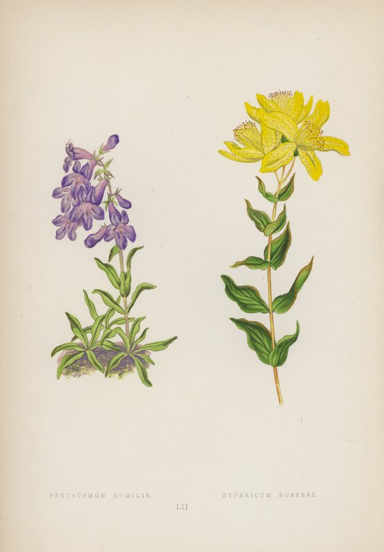 Den ydmyke Pentstemon; Hypericum Burseri (farge litho) av English School