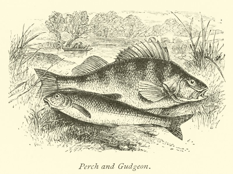 Abbor og Gudgeon av English School
