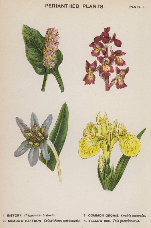 Perianterte planter (farge litho) av English School