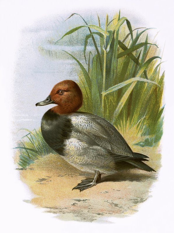 Pochard av English School
