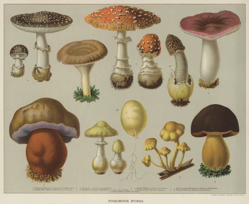 Giftige sopp (farge litho) av English School