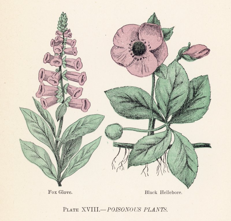 Giftige planter (farge litho) av English School
