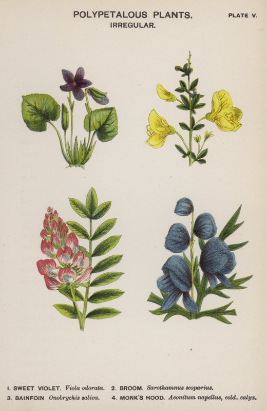 Flerbladede planter, uregelmessige (farge litho) av English School