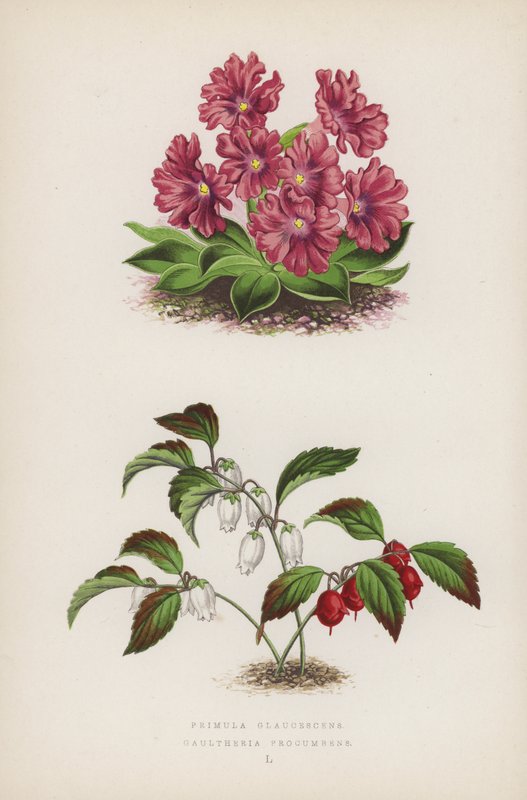 Primula Glaucescens Gaultheria procumbens (farge litho) av English School