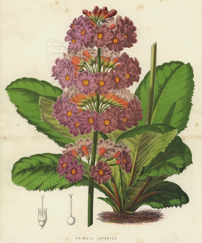 Primula Japonica (chromolitho) av English School
