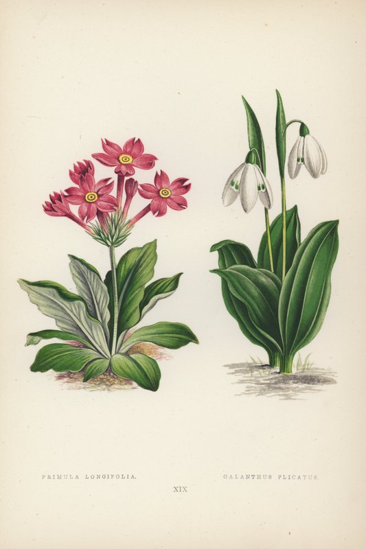 Primula Longifolia; Galanthus Plicatus (farge litho) av English School
