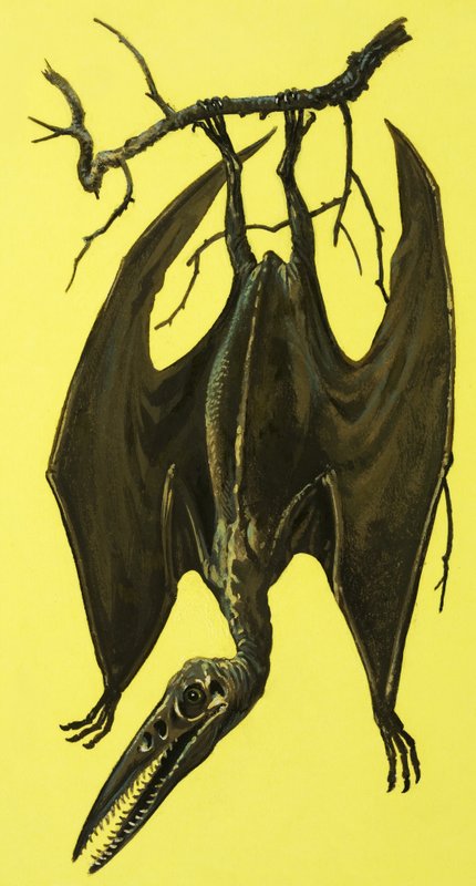 Pterodactylus av English School