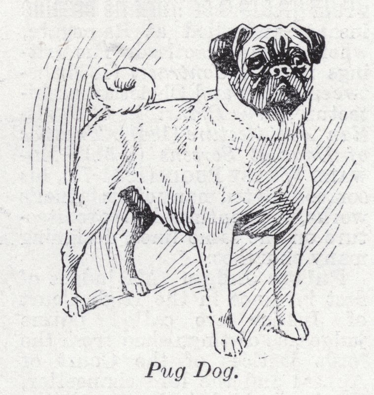 Mops hund (litho) av English School