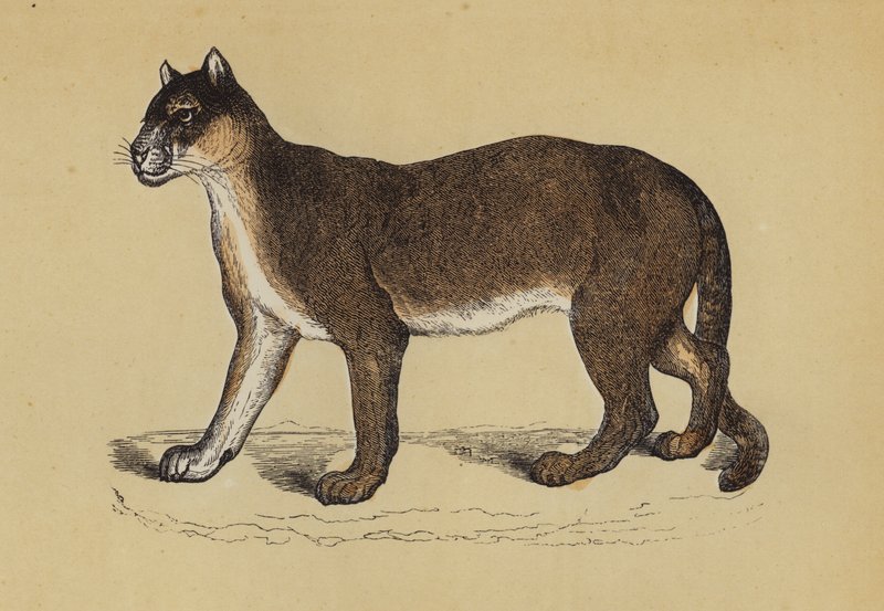 Puma (farge litho) av English School