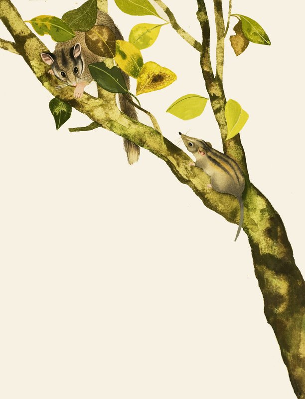 Pygmy Shrews av English School