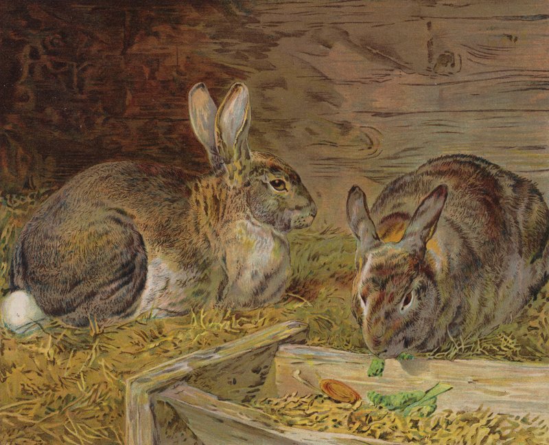 Kaniner i en låve (farge litho) av English School