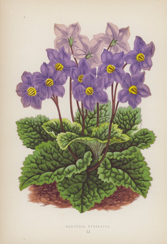 Ramondia Pyrenaica (farge litho) av English School