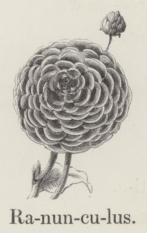 Ranunculus (gravering) av English School