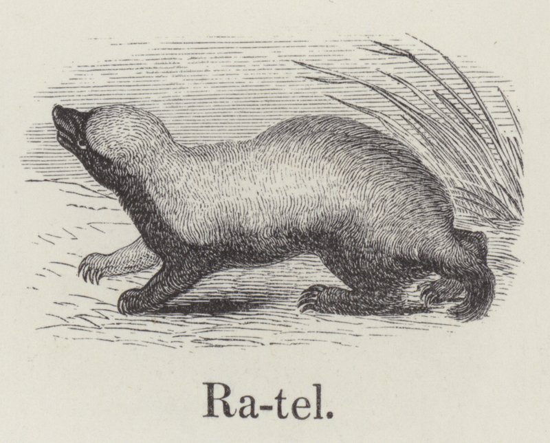 Ratel (gravering) av English School