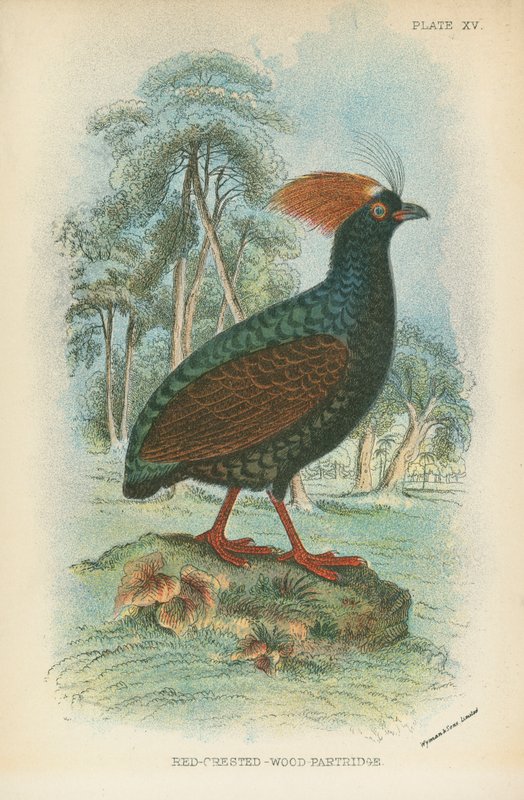 Red-Crested-Wood-Partridge av English School