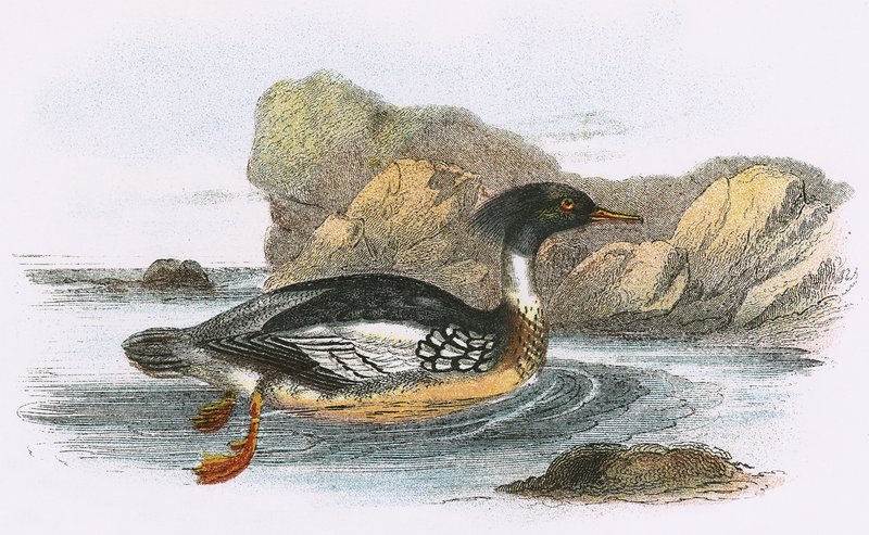 Rødbrystet merganser av English School