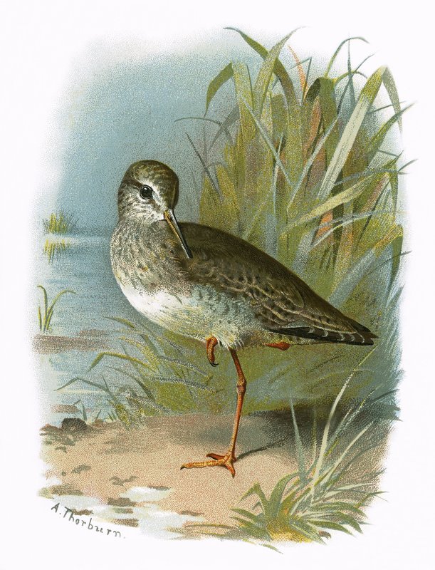 Redshank av English School