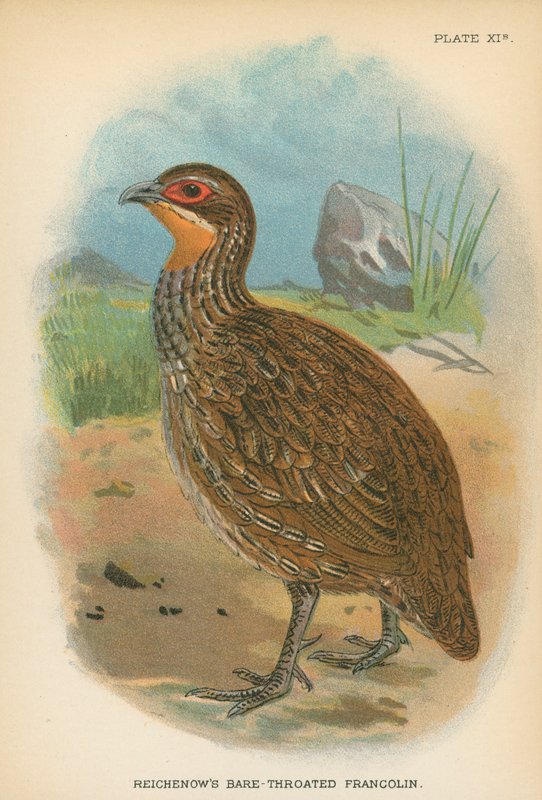 Reichenows barhalsede Francolin av English School