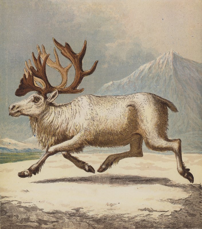 Reinsdyr (farge litho) av English School