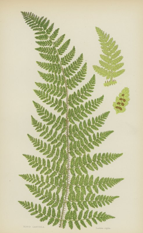 Rigid Lastrea (farge litho) av English School