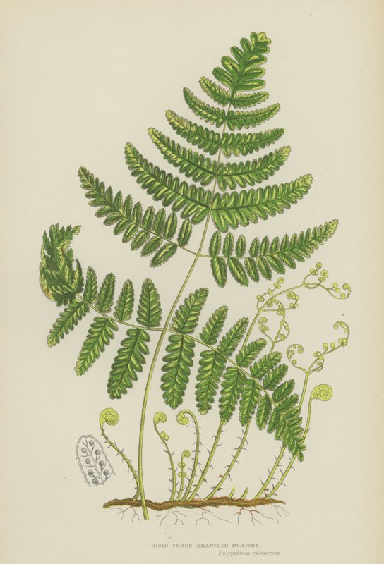 Stiv tre-grenet polypodie (farge litho) av English School